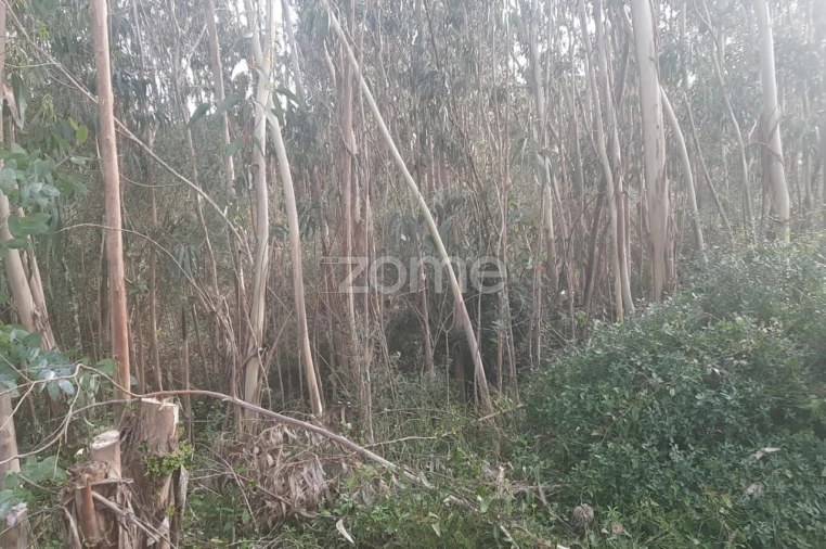 Terreno para Venda em São João das Lampas e Terrugem Foto 5