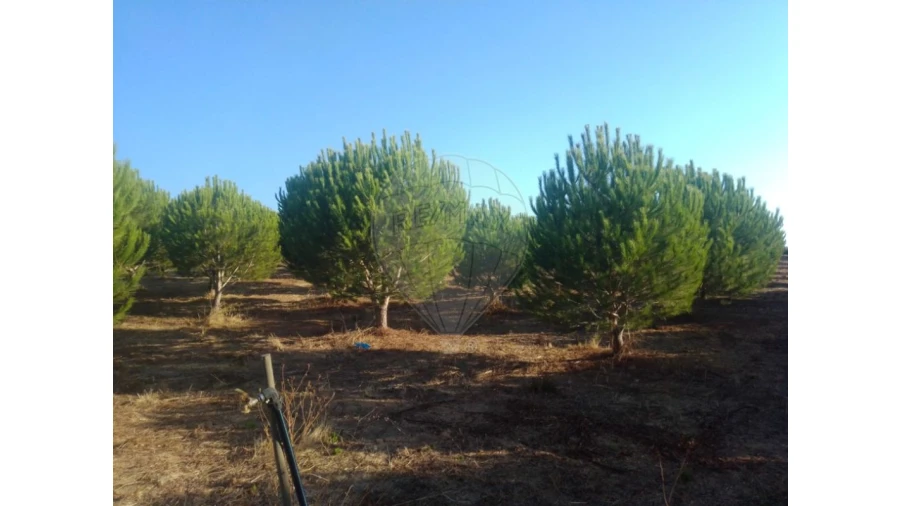 Terreno para Venda em Almoster Foto 7