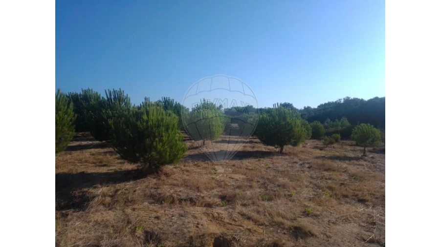 Terreno para Venda em Almoster Foto 3