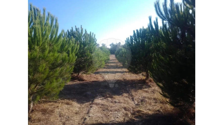 Terreno para Venda em Almoster Foto 4