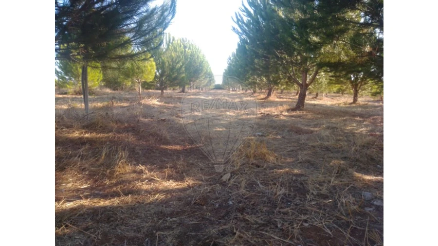 Terreno para Venda em Almoster Foto 1