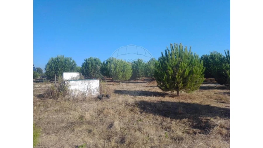 Terreno para Venda em Almoster Foto 5