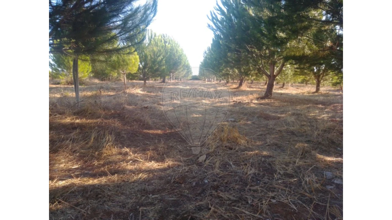 Terreno para Venda em Almoster Foto 1