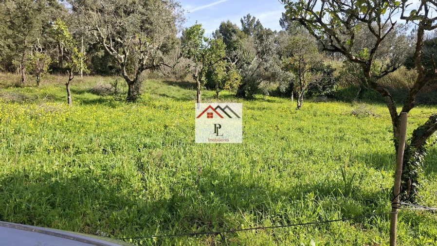 Terreno para Venda em Eiras e São Paulo de Frades Foto 6