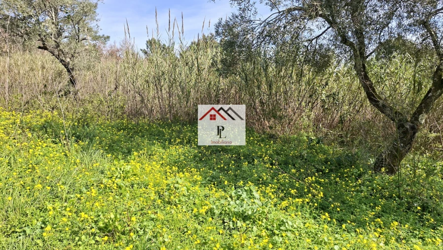 Terreno para Venda em Eiras e São Paulo de Frades Foto 12