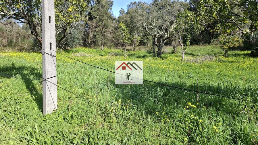 Terreno para Venda em Eiras e São Paulo de Frades Foto 7