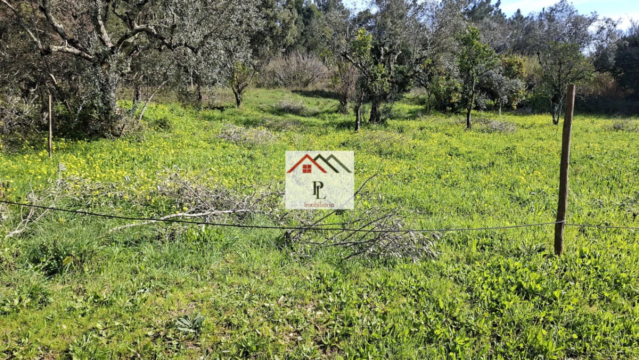 Terreno para Venda em Eiras e São Paulo de Frades Foto 3
