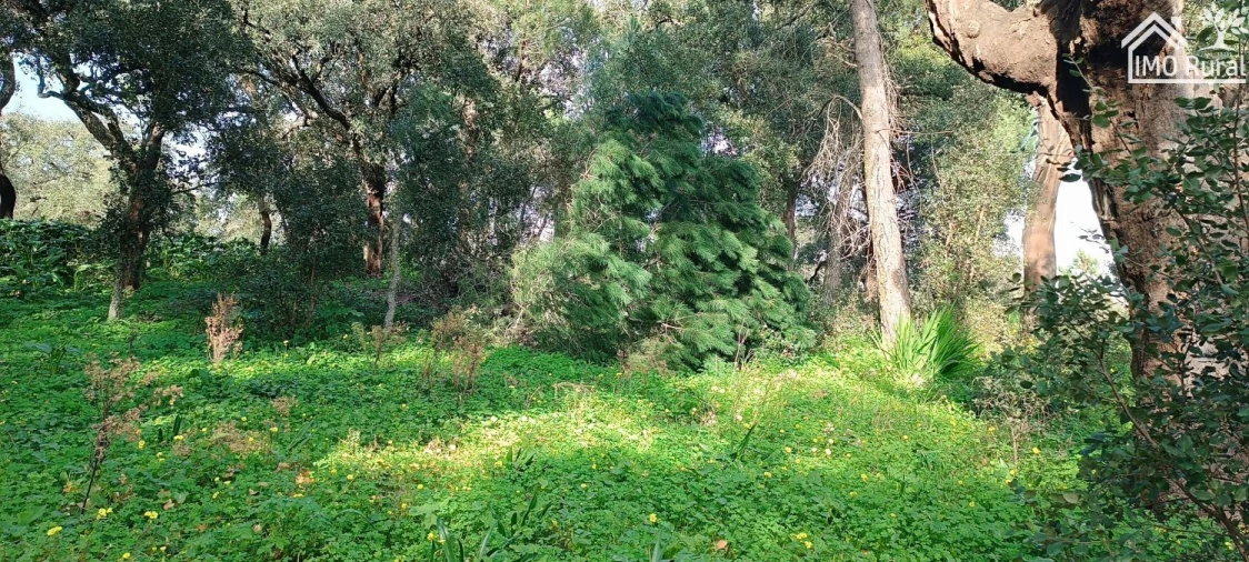 Terreno para Venda em Marvila, Ribeira Santarém, São Salvador, São Nicolau Foto 7