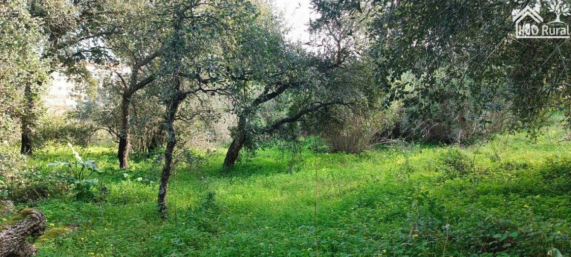 Terreno para Venda em Marvila, Ribeira Santarém, São Salvador, São Nicolau Foto 1
