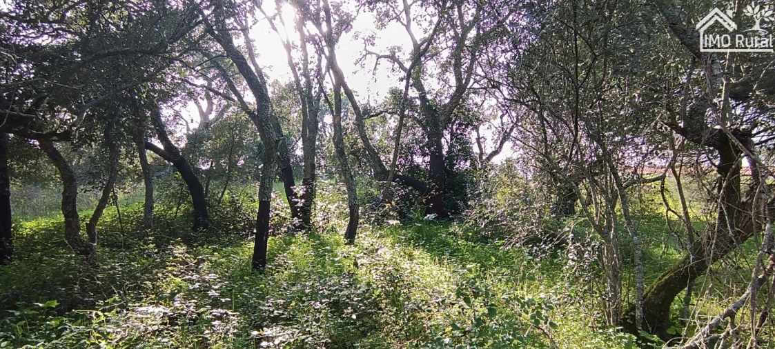 Terreno para Venda em Marvila, Ribeira Santarém, São Salvador, São Nicolau Foto 4