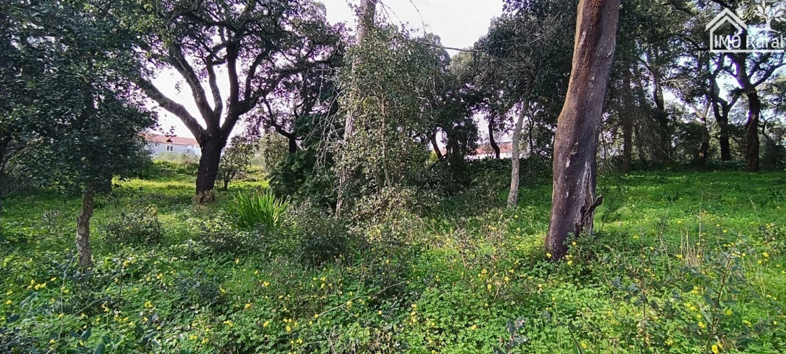 Terreno para Venda em Marvila, Ribeira Santarém, São Salvador, São Nicolau Foto 11