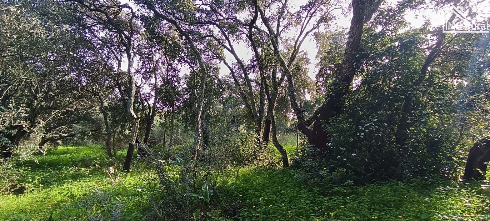 Terreno para Venda em Marvila, Ribeira Santarém, São Salvador, São Nicolau Foto 3