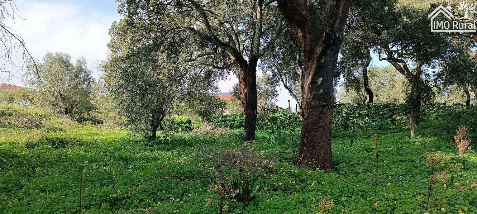 Terreno para Venda em Marvila, Ribeira Santarém, São Salvador, São Nicolau Foto 8