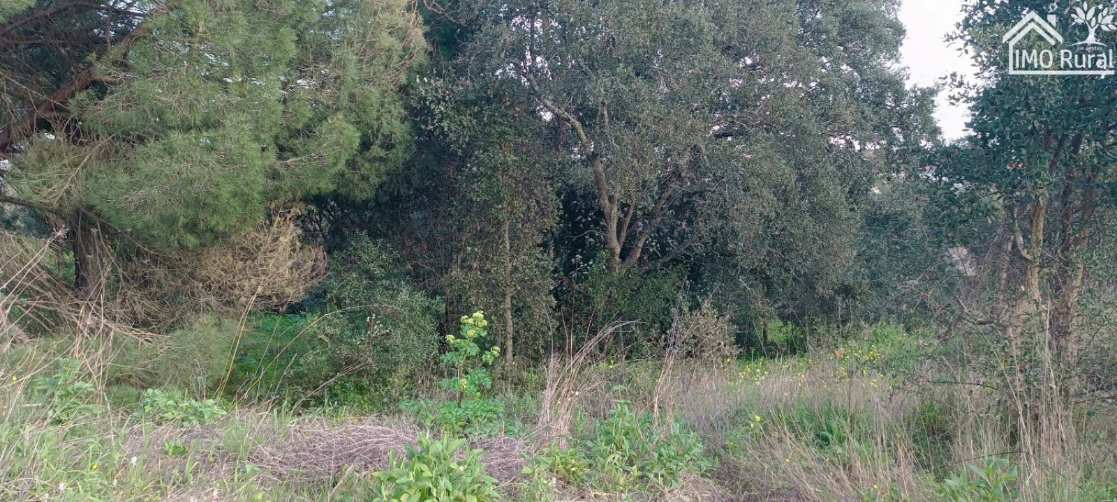 Terreno para Venda em Marvila, Ribeira Santarém, São Salvador, São Nicolau Foto 15