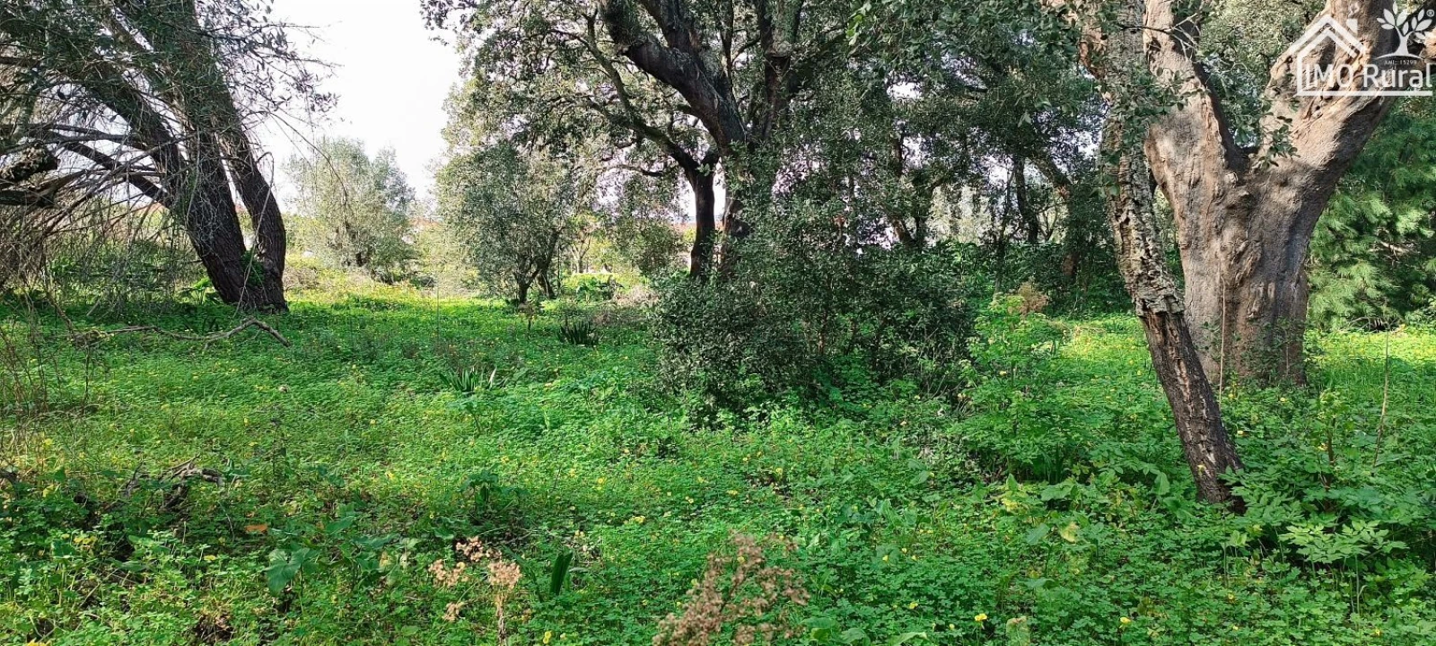 Terreno para Venda em Marvila, Ribeira Santarém, São Salvador, São Nicolau Foto 6