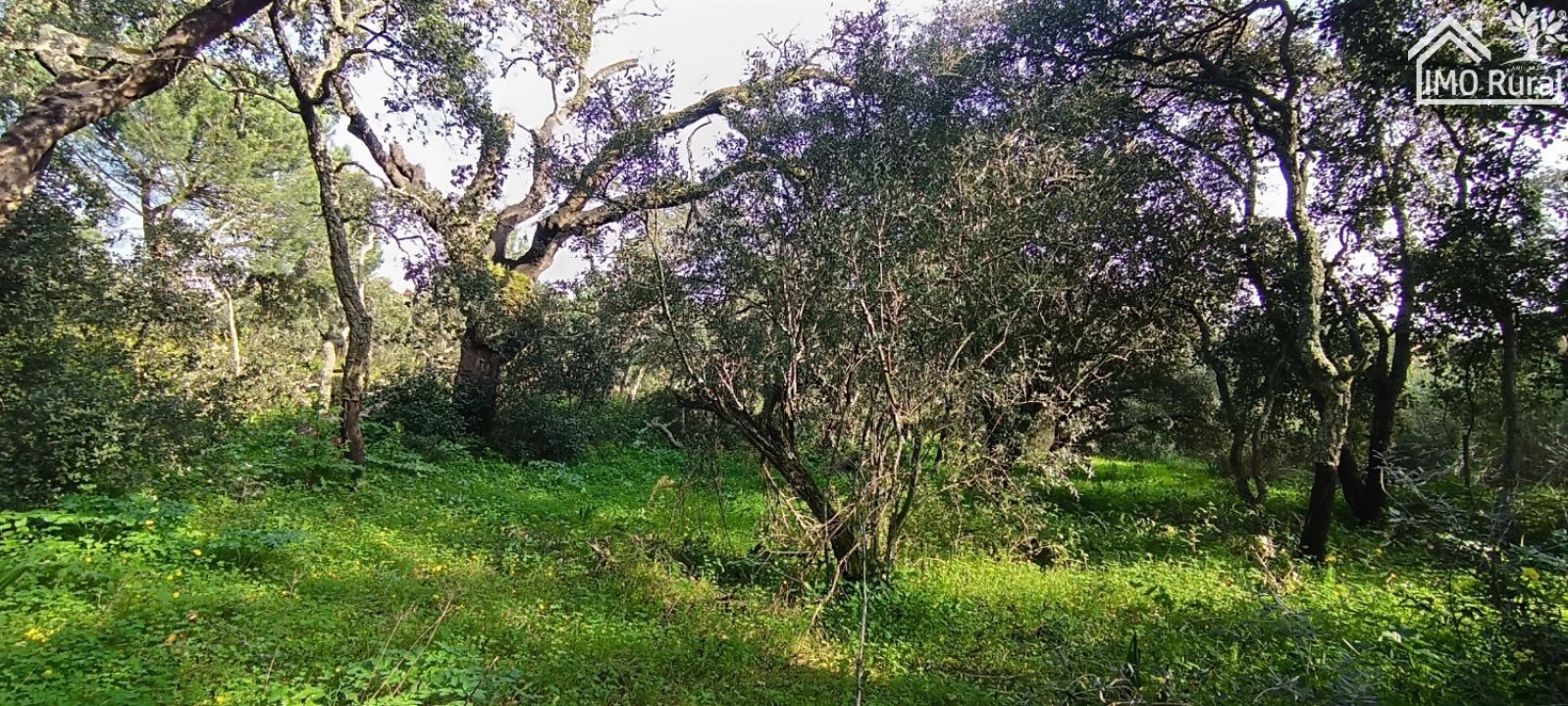 Terreno para Venda em Marvila, Ribeira Santarém, São Salvador, São Nicolau Foto 2