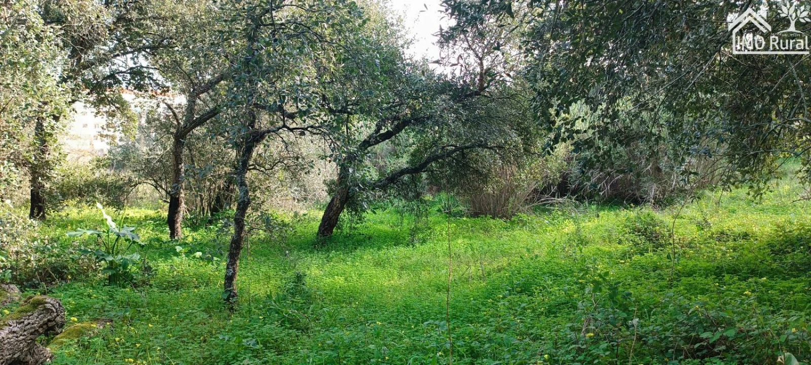 Terreno para Venda em Marvila, Ribeira Santarém, São Salvador, São Nicolau Foto 1