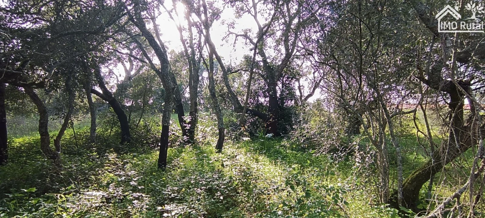 Terreno para Venda em Marvila, Ribeira Santarém, São Salvador, São Nicolau Foto 4