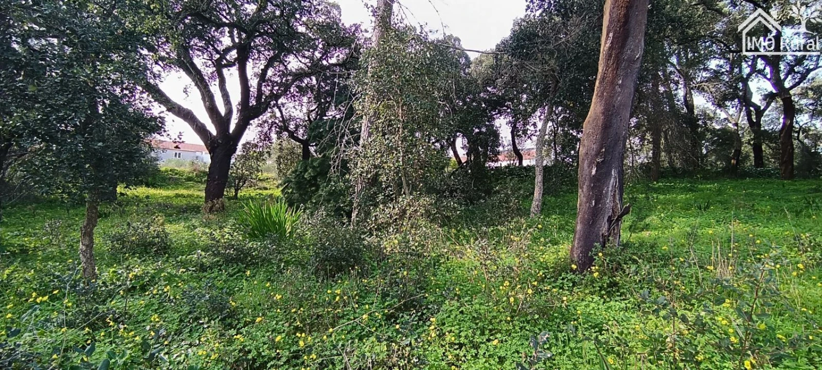 Terreno para Venda em Marvila, Ribeira Santarém, São Salvador, São Nicolau Foto 11