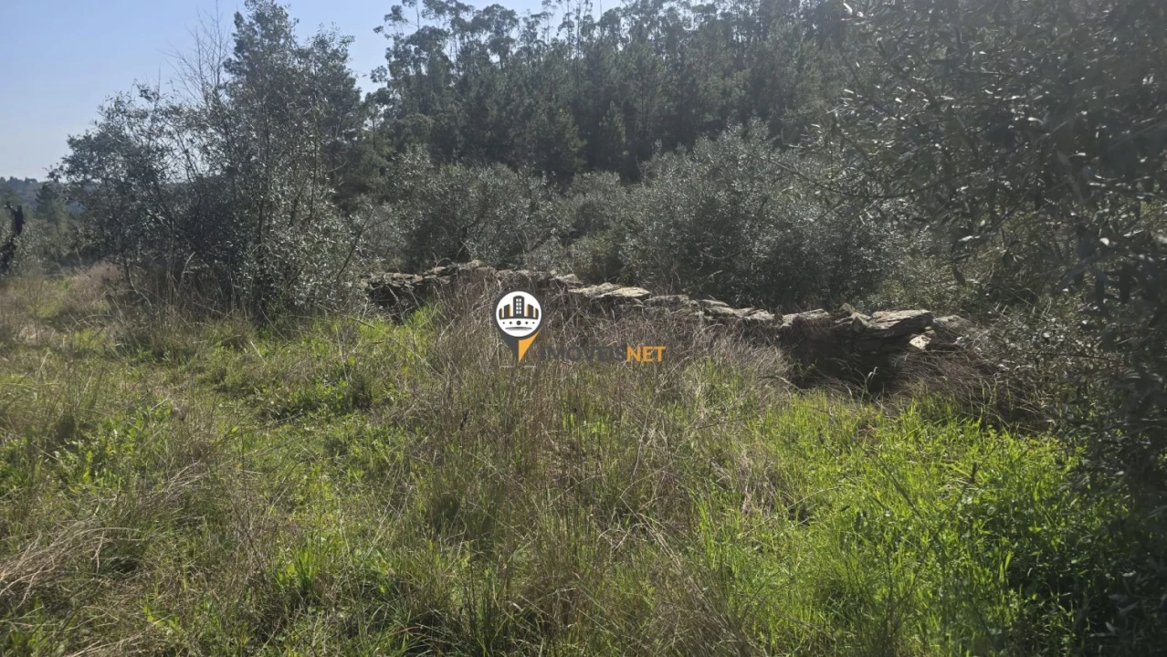Terreno para Venda em Escalos de Baixo e Mata Foto 49