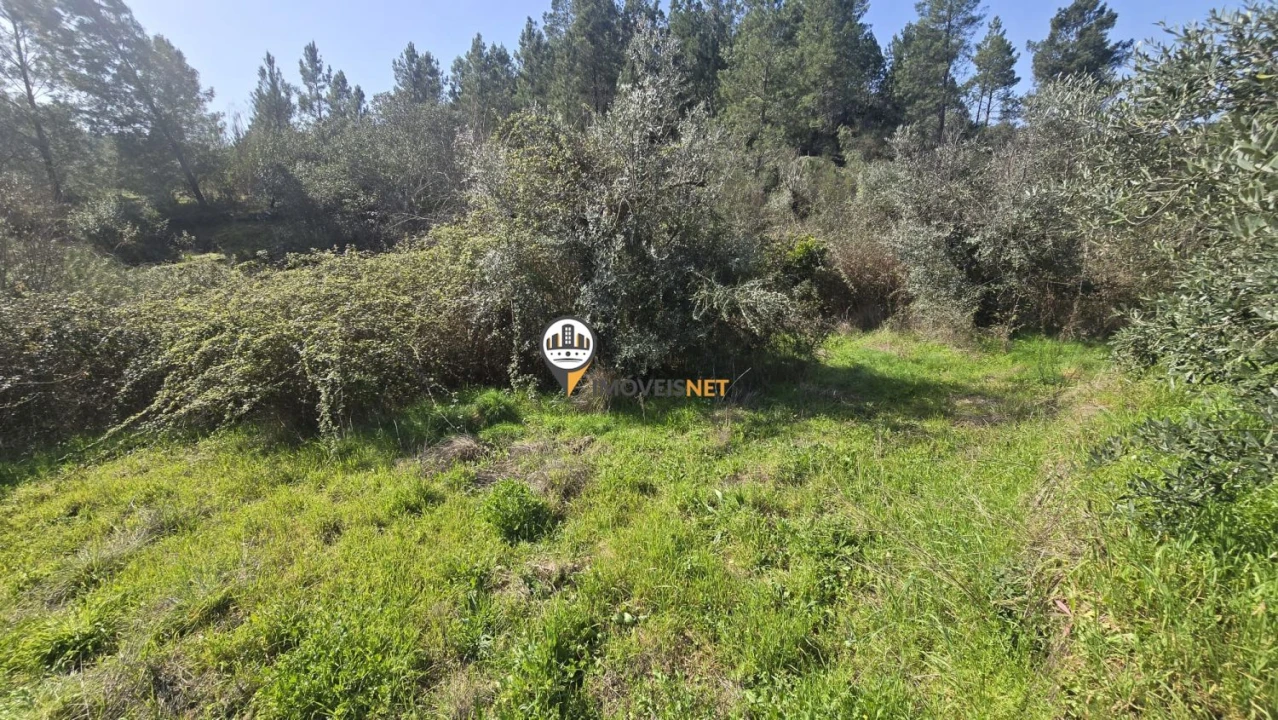 Terreno para Venda em Escalos de Baixo e Mata Foto 34