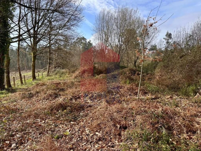 Terreno para Venda em Freiriz Foto 4