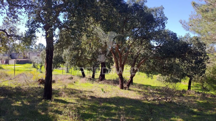 Terreno para Venda em Santa Margarida da Coutada Foto 18