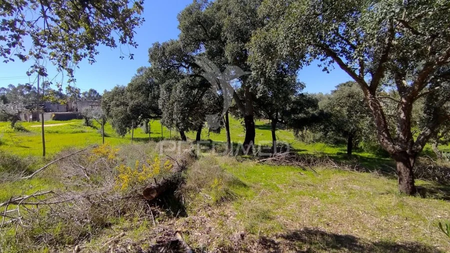 Terreno para Venda em Santa Margarida da Coutada Foto 19