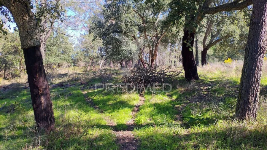 Terreno para Venda em Santa Margarida da Coutada Foto 14