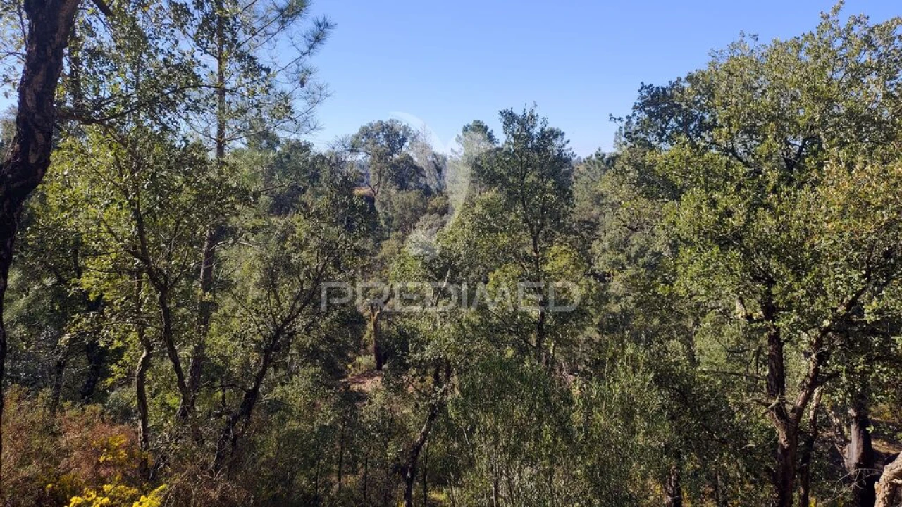 Terreno para Venda em Santa Margarida da Coutada Foto 12