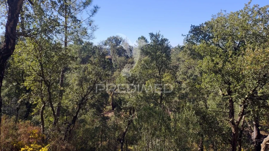 Terreno para Venda em Santa Margarida da Coutada Foto 12