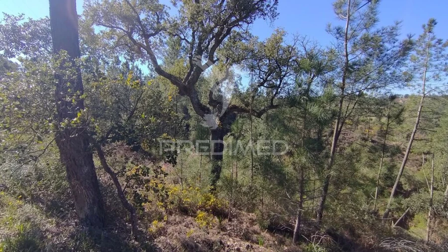 Terreno para Venda em Santa Margarida da Coutada Foto 16