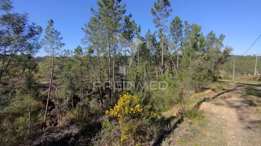 Terreno para Venda em Santa Margarida da Coutada Foto 18