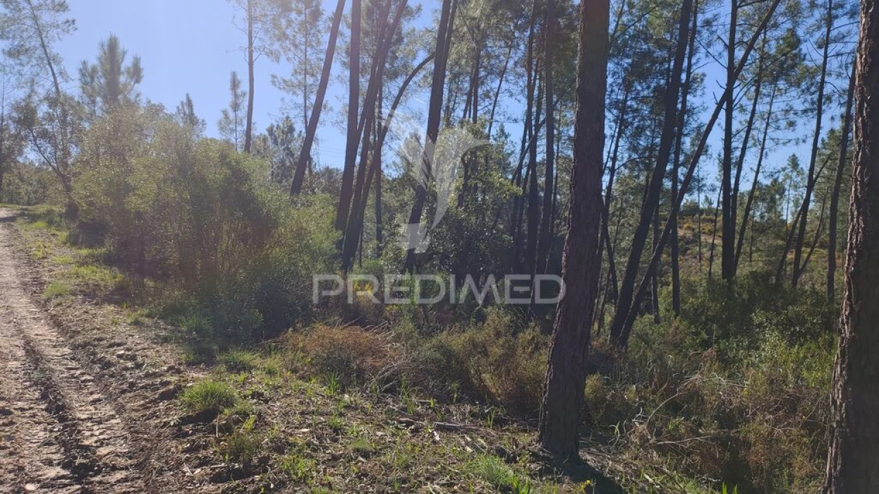 Terreno para Venda em Santa Margarida da Coutada Foto 19