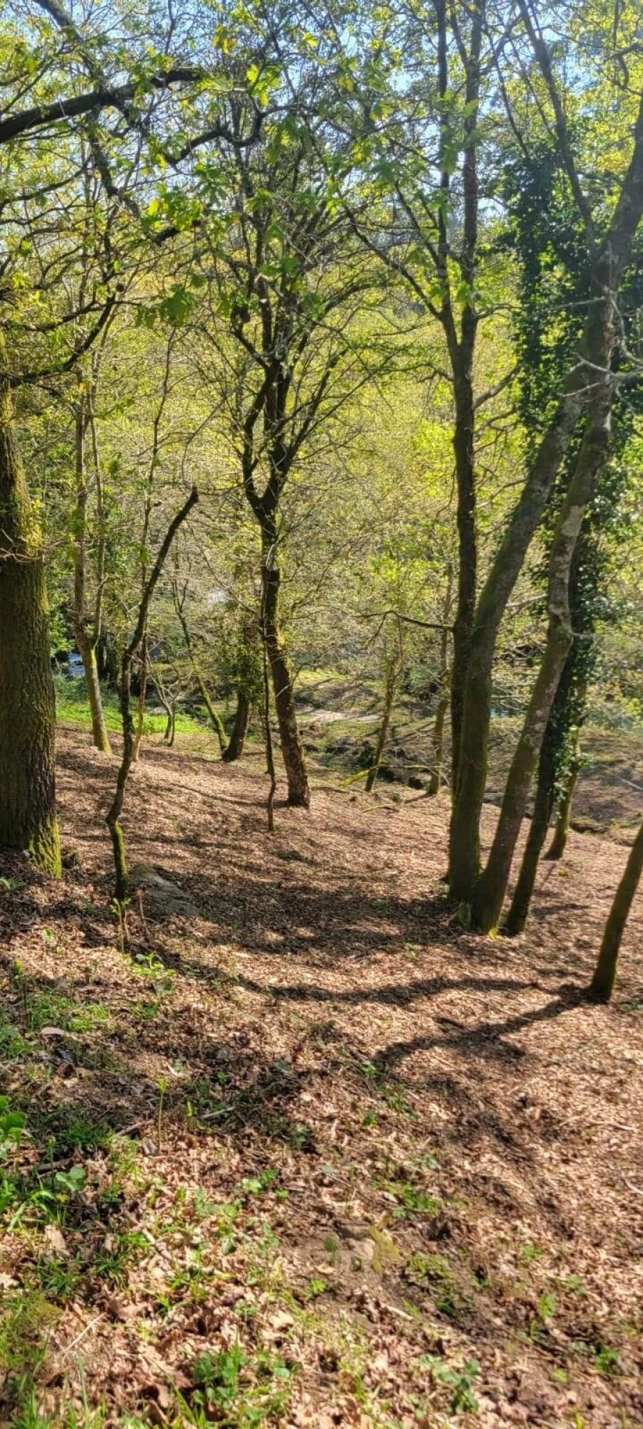 Quinta T1 para Venda em Formariz e Ferreira Foto 22