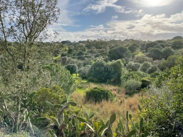Terreno para Venda em Lagoa e Carvoeiro