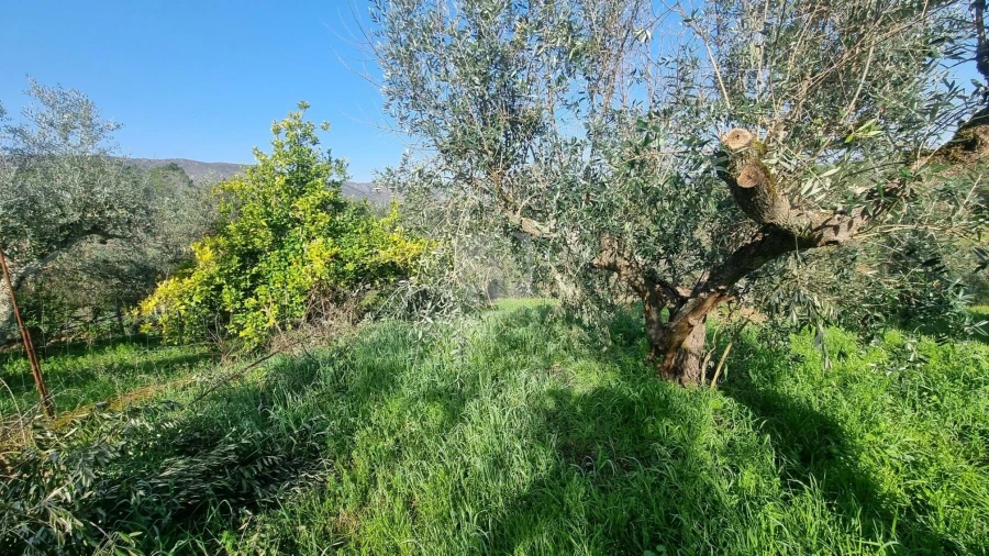 Terreno para Venda em Santo Andre das Tojeiras Foto 12