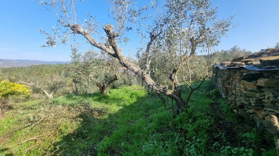 Terreno para Venda em Santo Andre das Tojeiras Foto 14