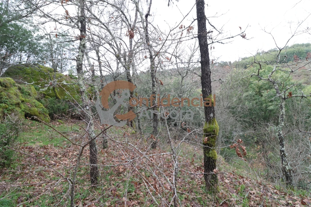 Terreno para Venda em Ribamondego Foto 6