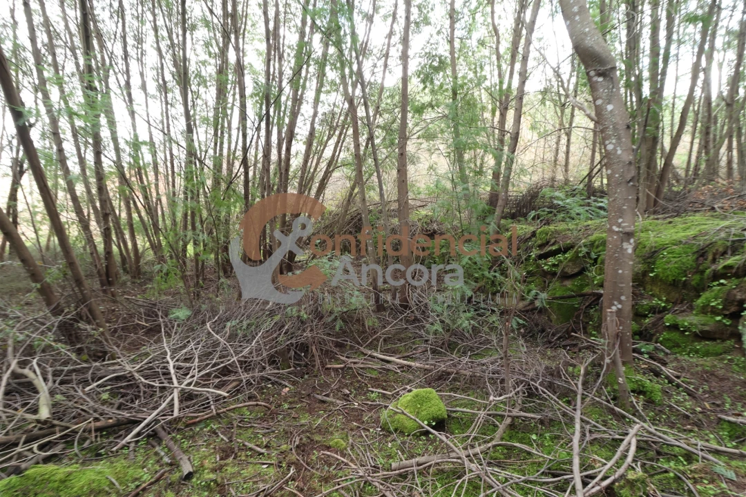 Terreno para Venda em Ribamondego Foto 4