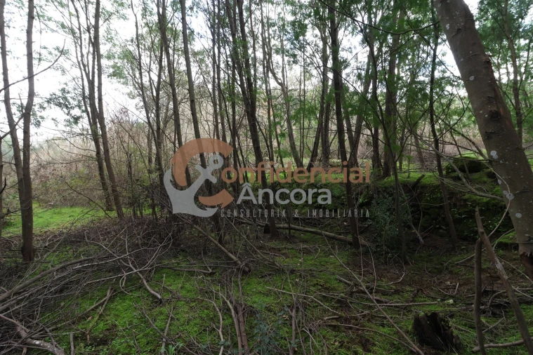 Terreno para Venda em Ribamondego Foto 3