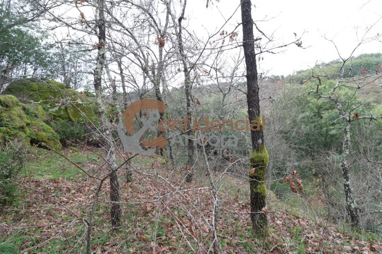 Terreno para Venda em Ribamondego Foto 6