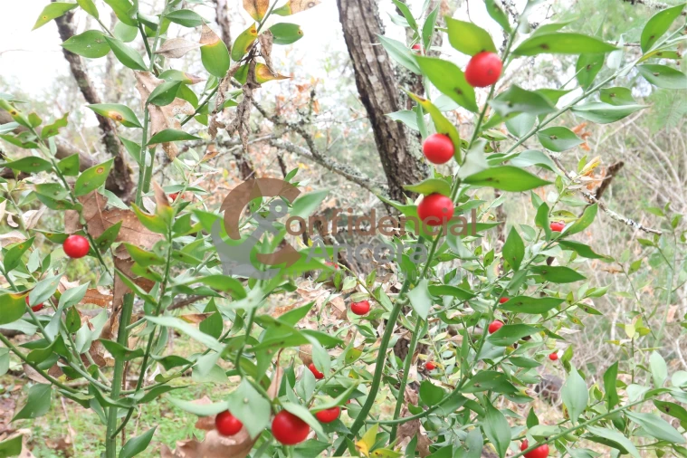 Terreno para Venda em Ribamondego Foto 9