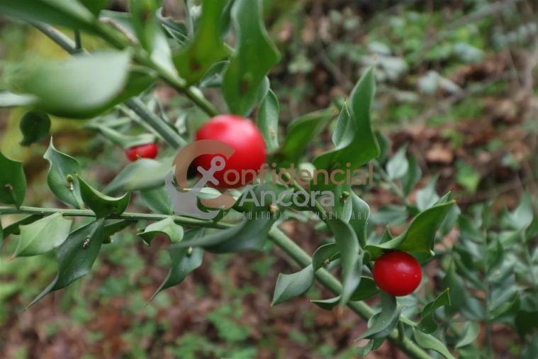 Terreno para Venda em Ribamondego Foto 24