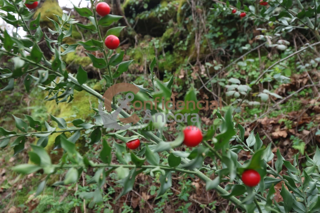 Terreno para Venda em Ribamondego Foto 23