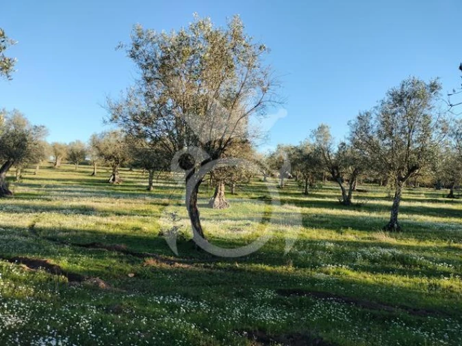 Terreno para Venda em Corval Foto 17
