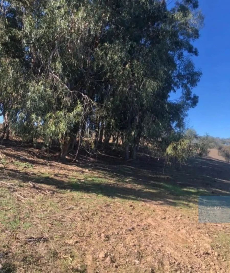 Terreno Agricola ou Rústico para Venda em Cercal Foto 8