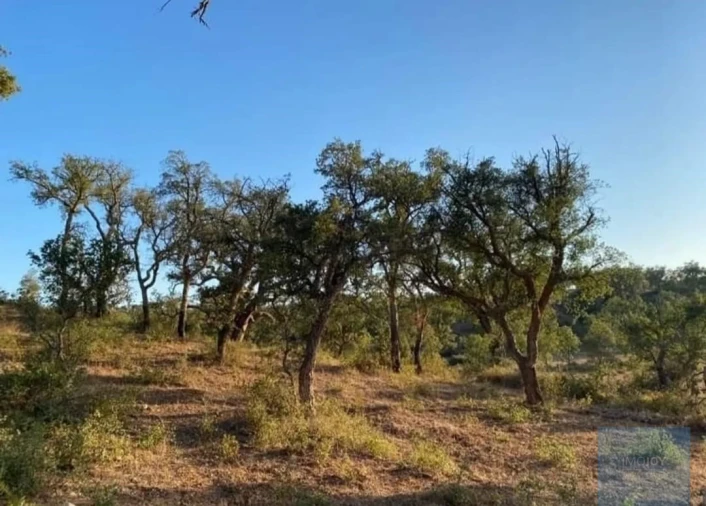 Terreno Agricola ou Rústico para Venda em Cercal Foto 12