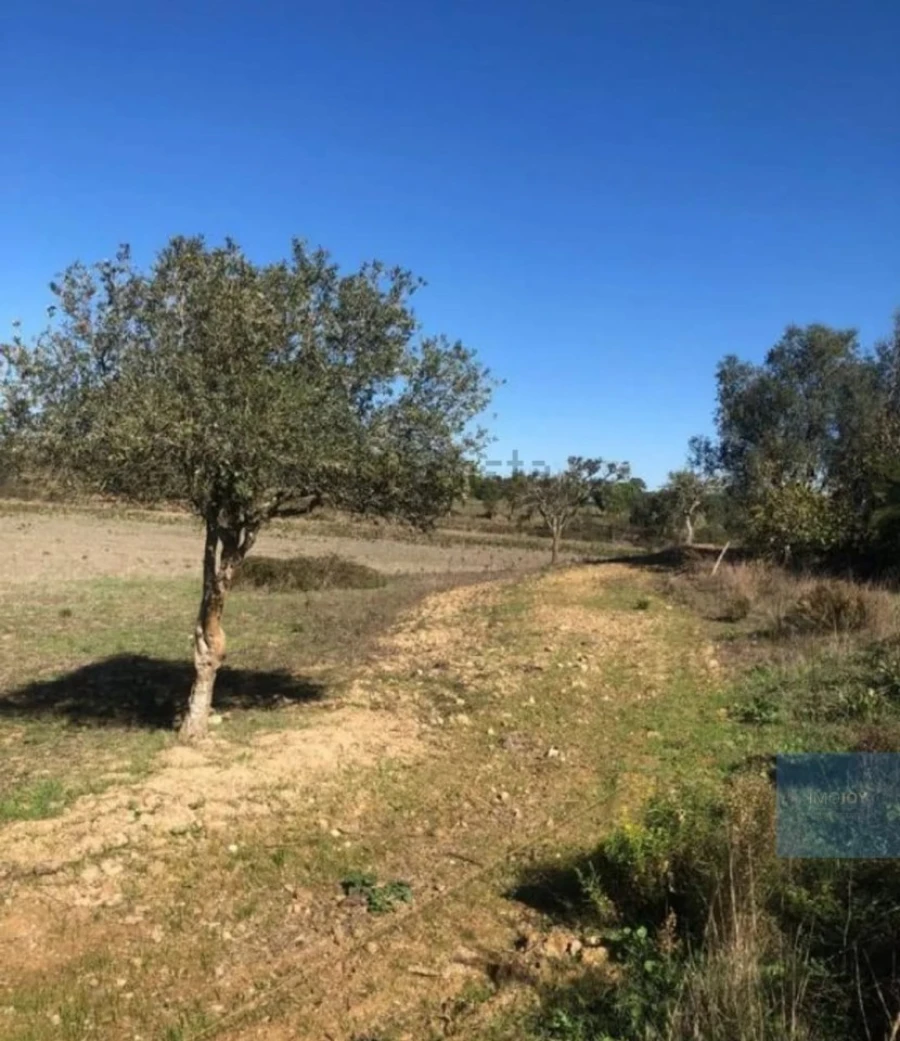 Terreno Agricola ou Rústico para Venda em Cercal Foto 13