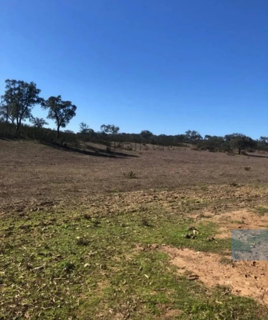 Terreno Agricola ou Rústico para Venda em Cercal Foto 14